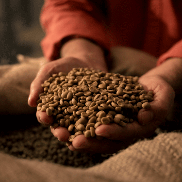 Wie wird Kaffee angebaut?